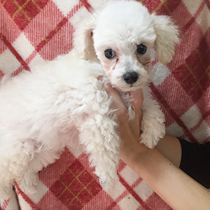 トイプードルのホワイトの男の子|2025年9月2日生まれ|No.10958|画像3枚目