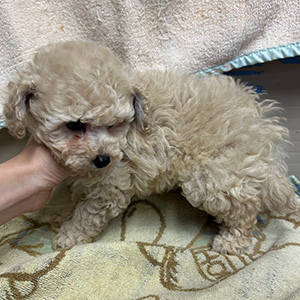 タイニープードルのホワイトの男の子|2025年9月22日生まれ|No.10987|画像1枚目