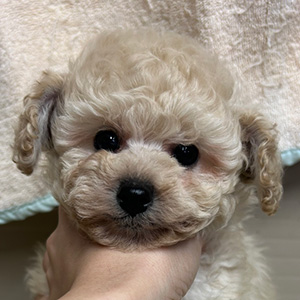 タイニープードルのホワイトの男の子|2025年9月22日生まれ|No.10987|画像2枚目
