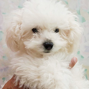 トイプードルのホワイトの女の子|2025年9月22日生まれ|No.11000|画像0枚目