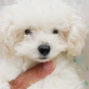 トイプードルのホワイトの女の子|2025年9月22日生まれ|No.11000|画像1枚目