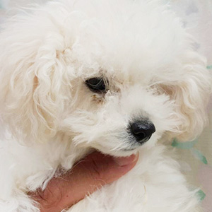 トイプードルのホワイトの女の子|2025年9月22日生まれ|No.11000|画像2枚目