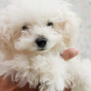 トイプードルのホワイトの女の子|2025年9月22日生まれ|No.11000|画像3枚目