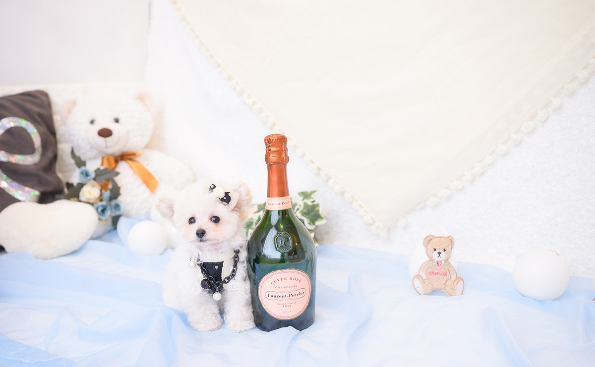 ティーカッププードルのホワイトの男の子|2026年1月1日生まれ|No.11127|画像2枚目