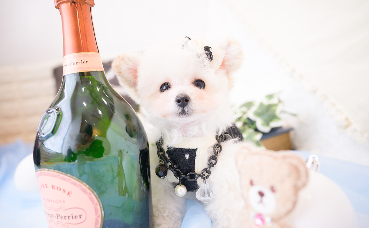 ティーカッププードルのホワイトの男の子|2026年1月1日生まれ|No.11127|画像0枚目