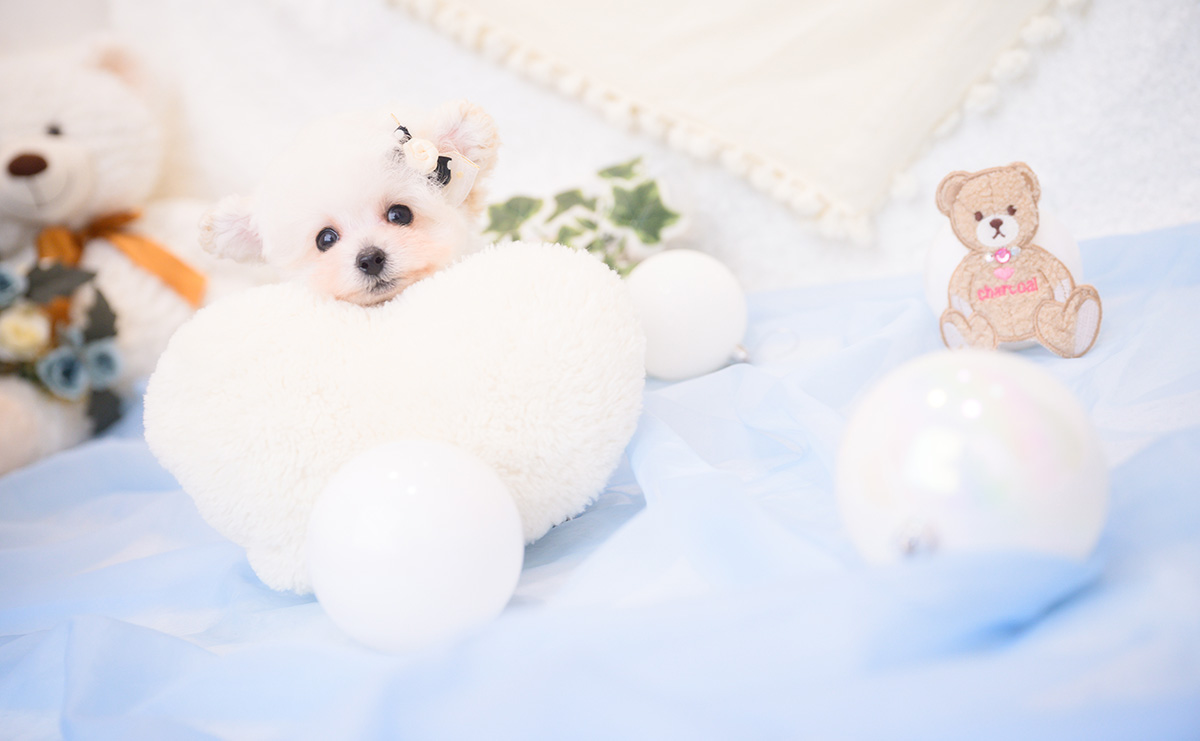 ティーカッププードルのホワイトの男の子|2026年1月1日生まれ|No.11127|画像1枚目