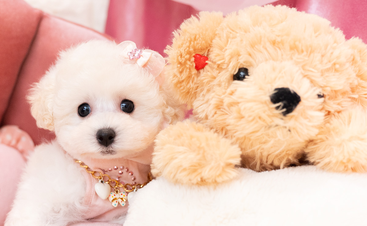 タイニープードルのホワイトの女の子|2026年1月15日生まれ|No.11136|画像3枚目