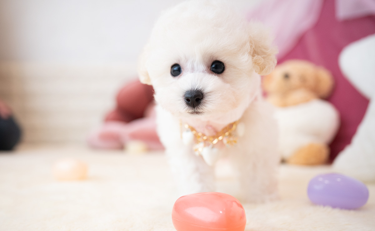 タイニープードルのホワイトの女の子|2026年1月15日生まれ|No.11136|画像0枚目