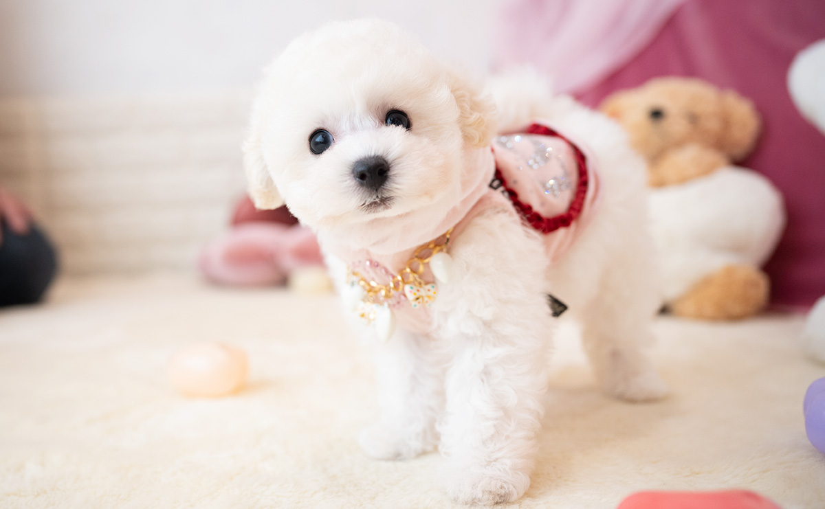 タイニープードルのホワイトの女の子|2026年1月15日生まれ|No.11136|画像1枚目