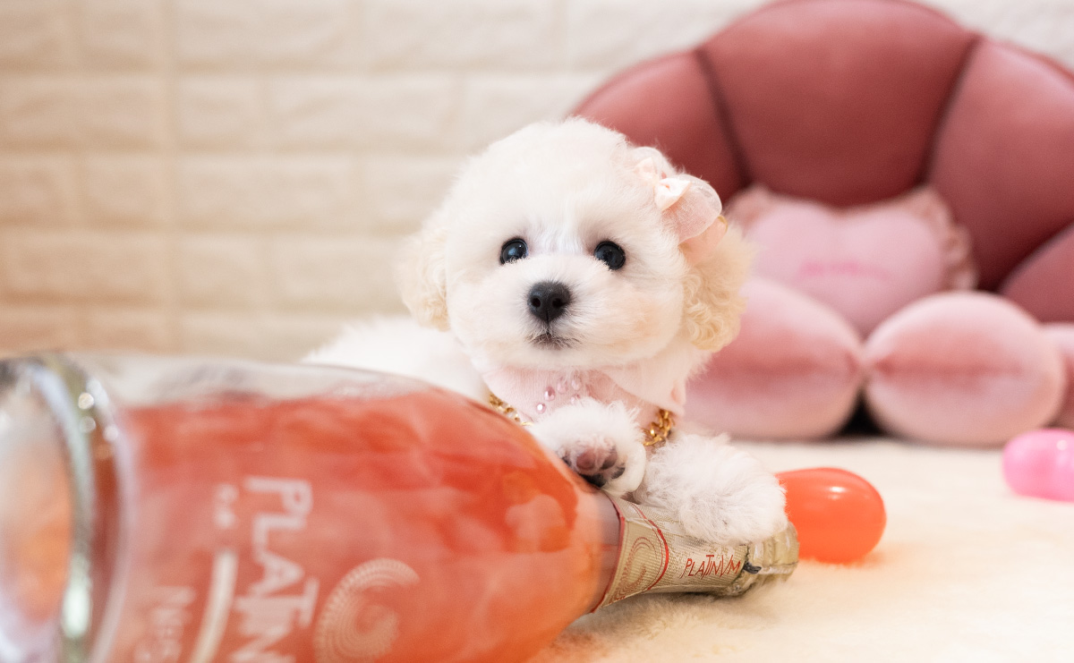 タイニープードルのホワイトの女の子|2026年1月15日生まれ|No.11136|画像2枚目