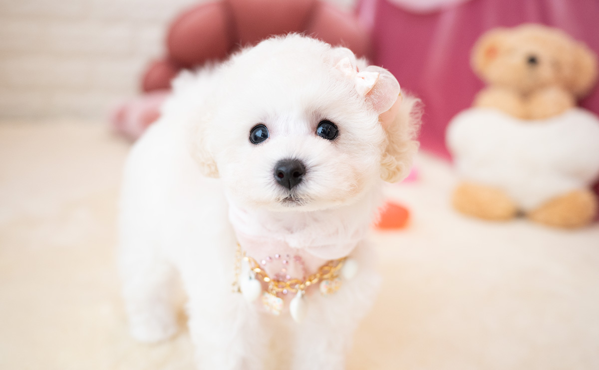 タイニープードルのホワイトの女の子|2026年1月15日生まれ|No.11136|画像7枚目