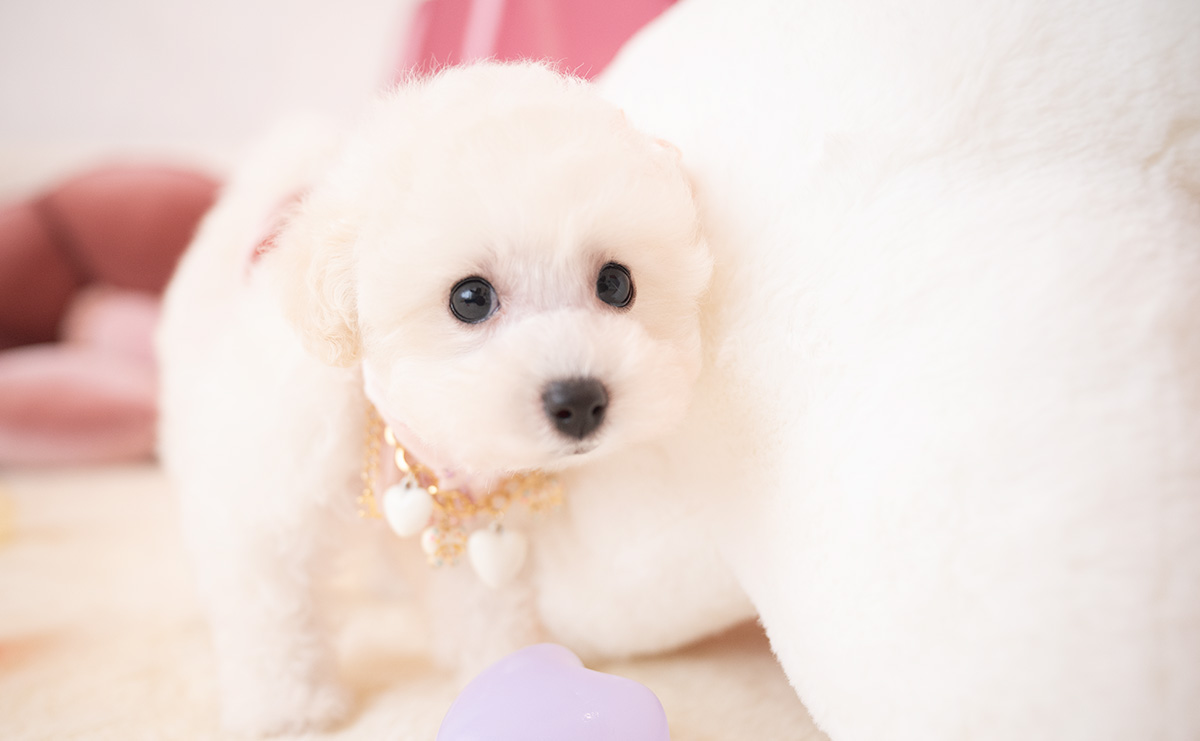 タイニープードルのホワイトの女の子|2026年1月15日生まれ|No.11136|画像5枚目