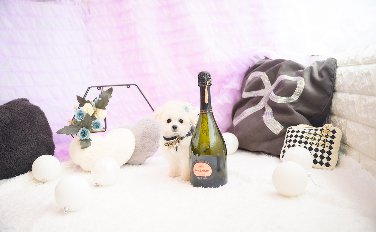 ティーカッププードルのホワイトの男の子|2026年1月15日生まれ|No.11141|画像1枚目