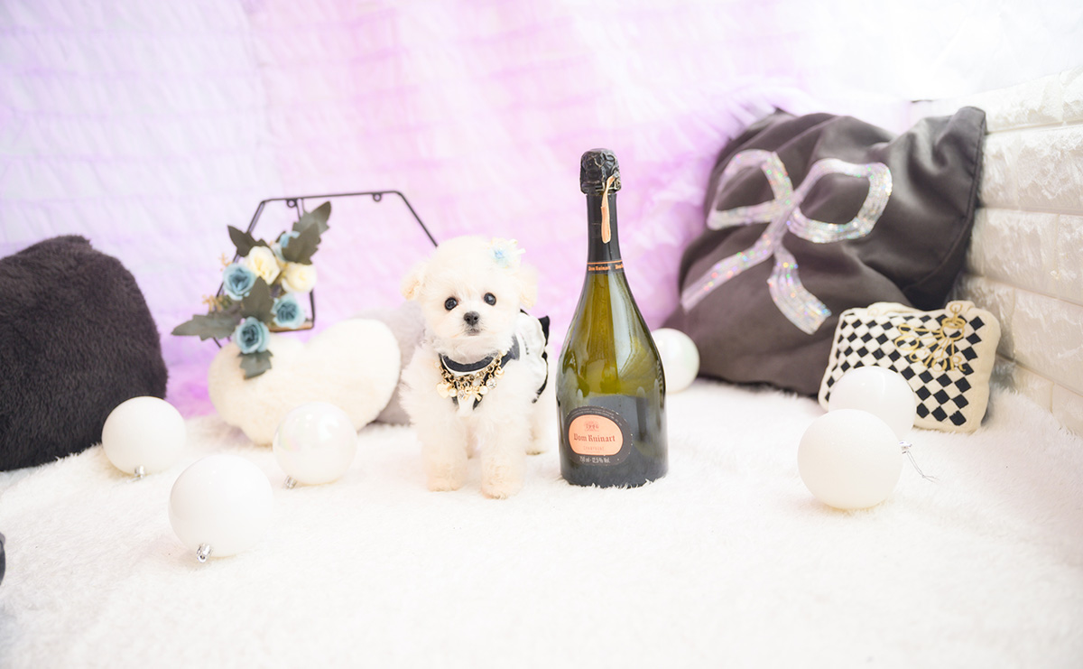 ティーカッププードルのホワイトの男の子|2026年1月15日生まれ|No.11141|画像2枚目