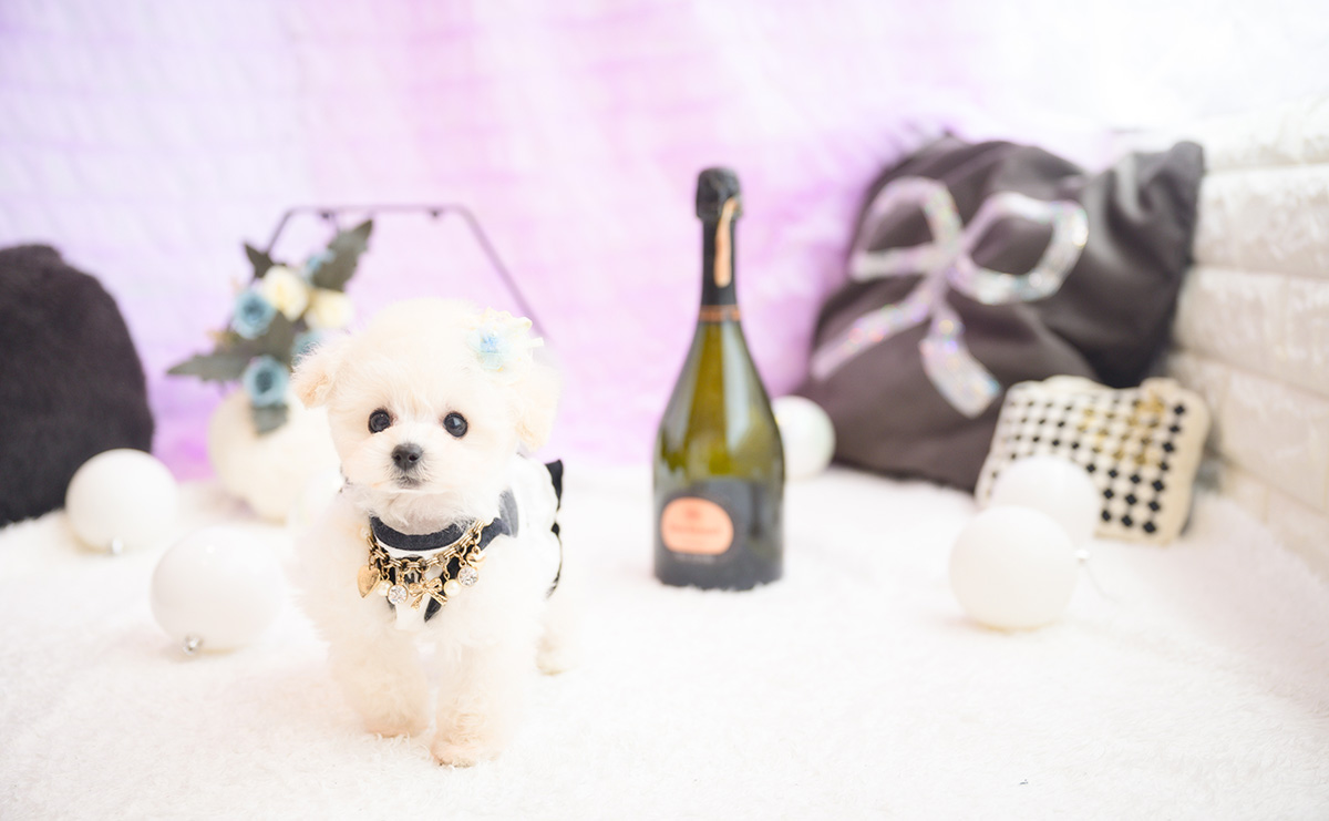 ティーカッププードルのホワイトの男の子|2026年1月15日生まれ|No.11141|画像4枚目