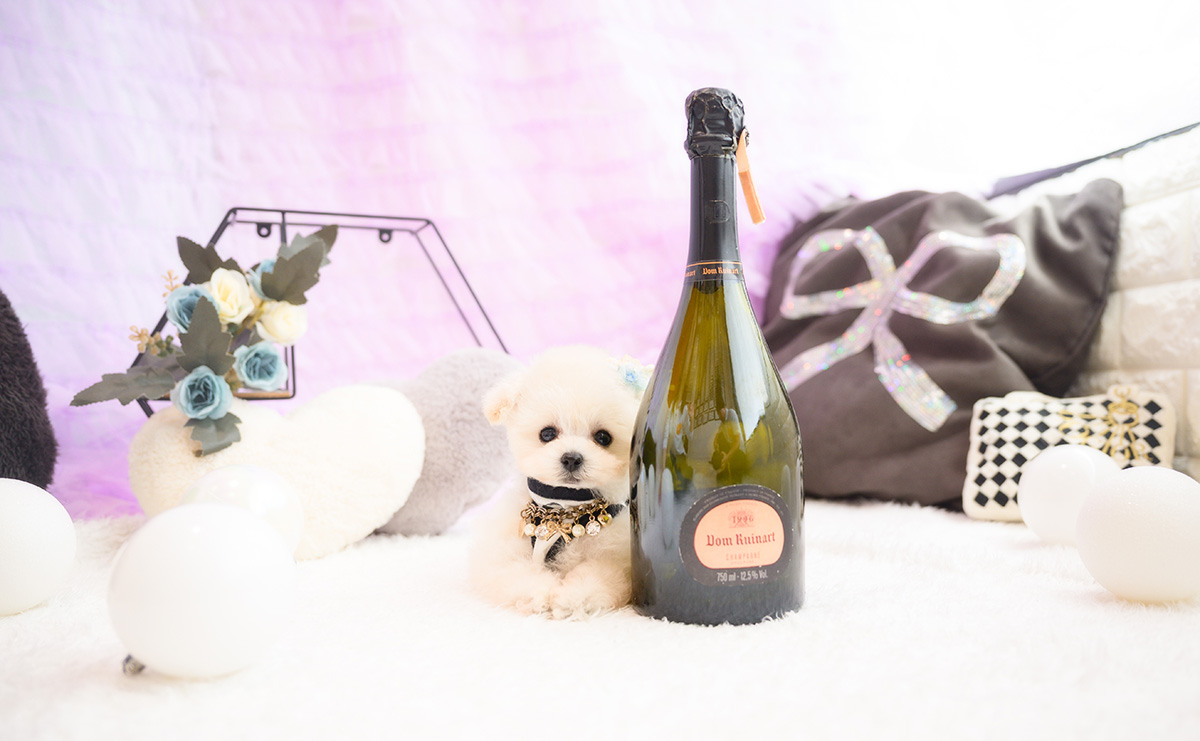 ティーカッププードルのホワイトの男の子|2026年1月15日生まれ|No.11141|画像6枚目