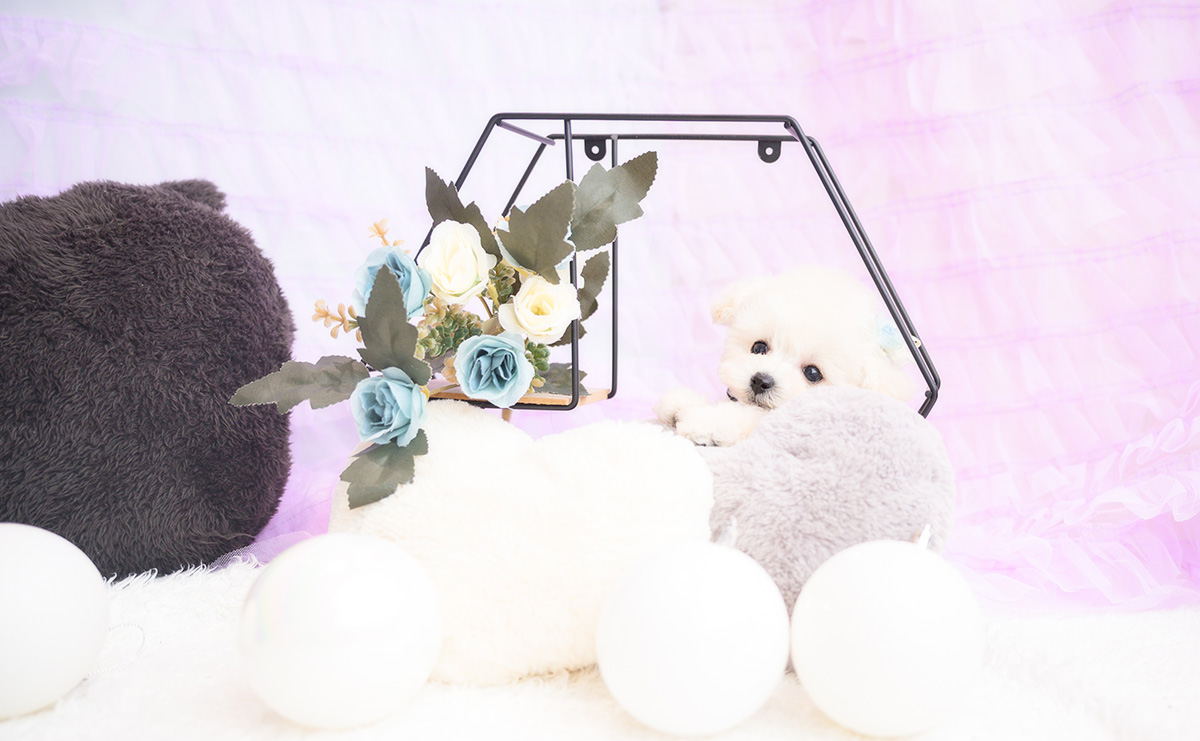 ティーカッププードルのホワイトの男の子|2026年1月15日生まれ|No.11141|画像8枚目