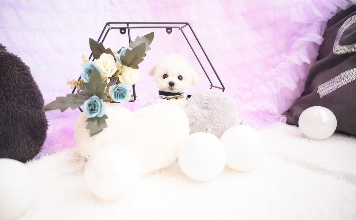 ティーカッププードルのホワイトの男の子|2026年1月15日生まれ|No.11141|画像9枚目