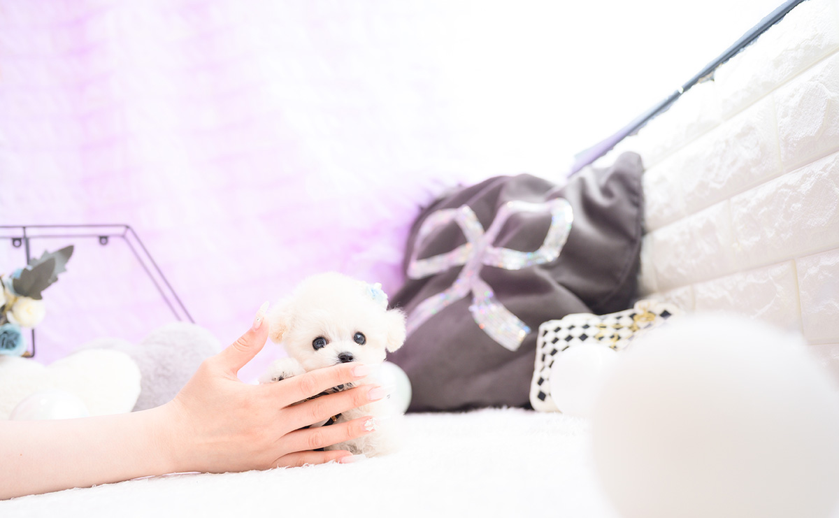 ティーカッププードルのホワイトの男の子|2026年1月15日生まれ|No.11141|画像7枚目