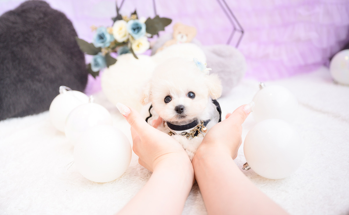 ティーカッププードルのホワイトの男の子|2026年1月15日生まれ|No.11141|画像0枚目