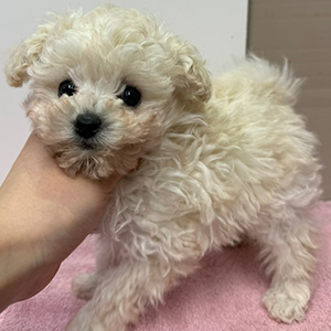 タイニープードルのホワイトの女の子|2025年1月28日生まれ|No.11171|画像0枚目