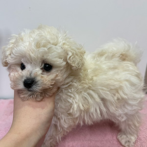 タイニープードルのホワイトの女の子|2025年1月28日生まれ|No.11171|画像1枚目