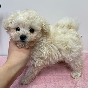 タイニープードルのホワイトの女の子|2025年1月28日生まれ|No.11171|画像2枚目