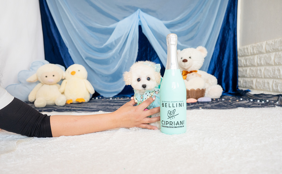 ティーカッププードルのホワイトの男の子|2026年1月15日生まれ|No.11146|画像2枚目