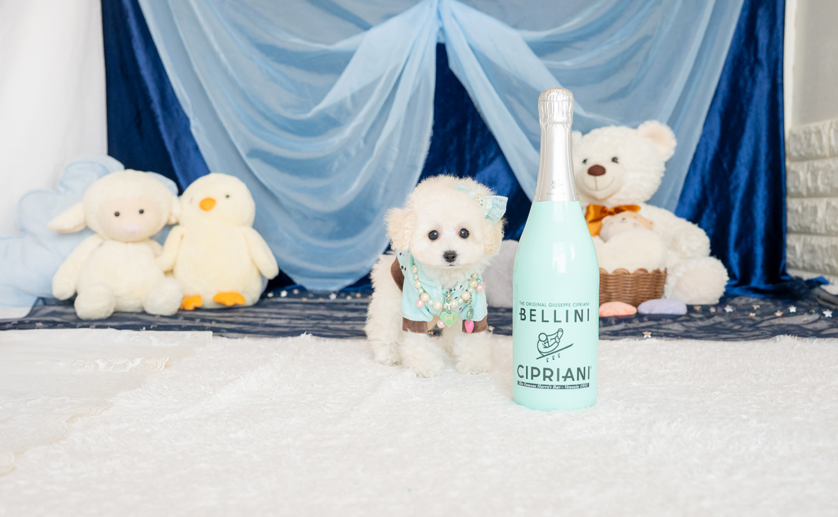 ティーカッププードルのホワイトの男の子|2026年1月15日生まれ|No.11146|画像3枚目