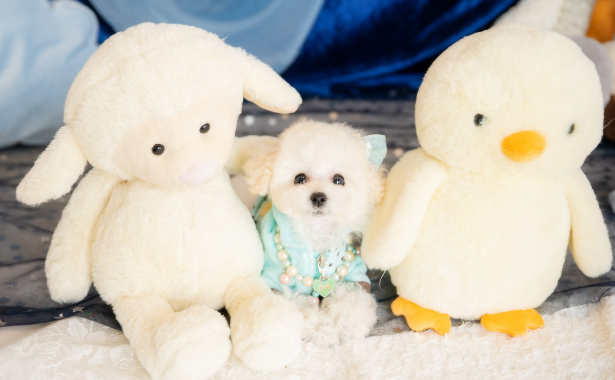 ティーカッププードルのホワイトの男の子|2026年1月15日生まれ|No.11146|画像1枚目