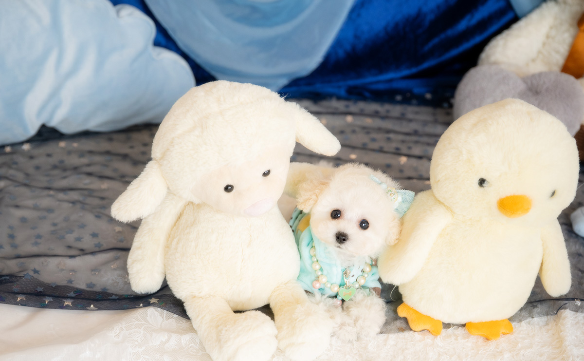 ティーカッププードルのホワイトの男の子|2026年1月15日生まれ|No.11146|画像4枚目