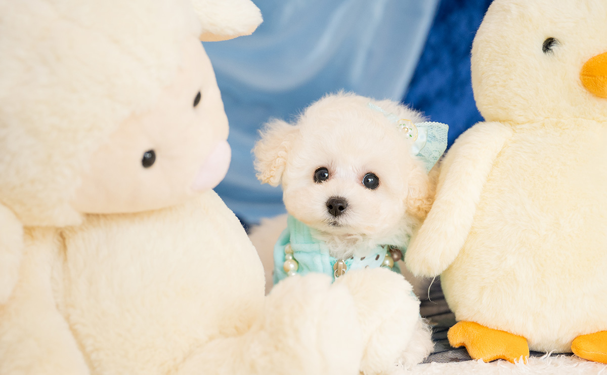 ティーカッププードルのホワイトの男の子|2026年1月15日生まれ|No.11146|画像0枚目