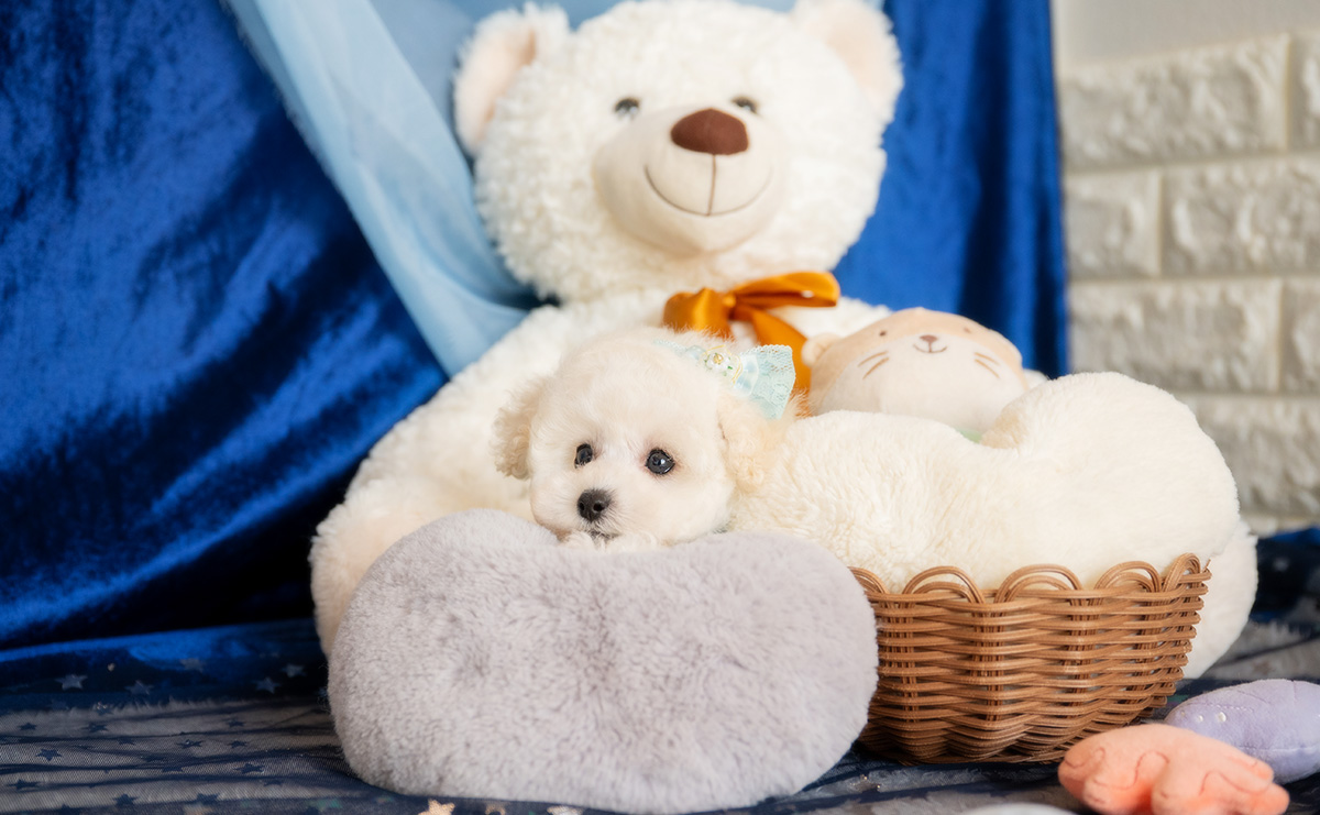 ティーカッププードルのホワイトの男の子|2026年1月15日生まれ|No.11146|画像5枚目