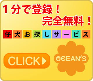 トイプードル 子犬無料お探しサービス